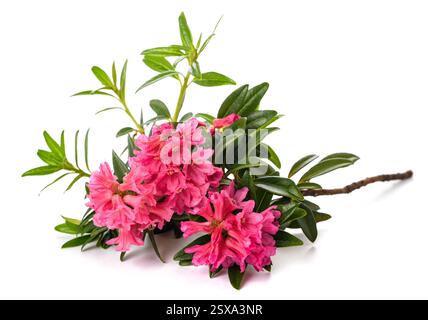 Rusty leaved alpenrose isolated on white background Stock Photo