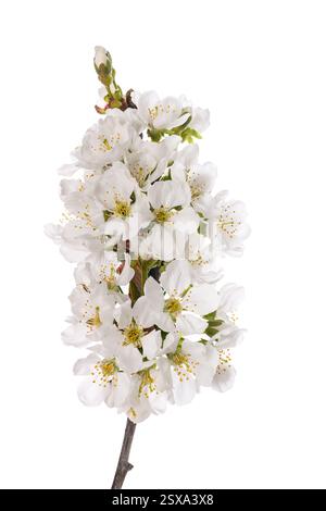 Cherry branch in flowers isolated on white Stock Photo