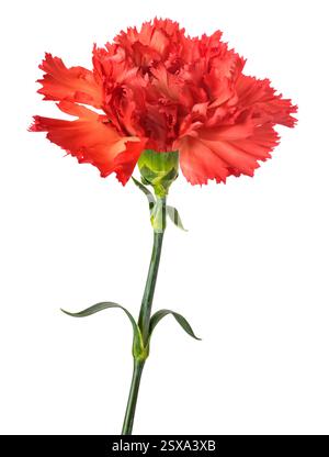 Carnation flower isolated on white background Stock Photo