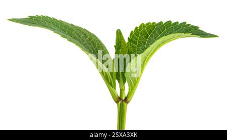 Hydrangea  sprout  isolated on white background Stock Photo