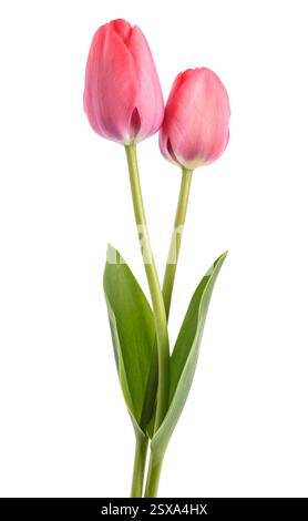 Pink tulips flowers isolated on white background Stock Photo