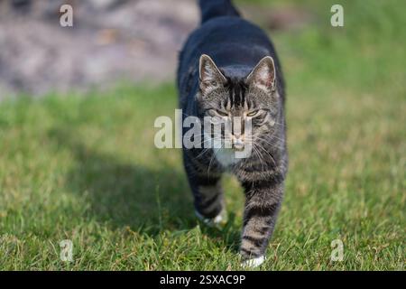 Domestic short hair tabby cat walking on the grass. Tabby cat walking towards camera on green lawn with copy space. Stock Photo