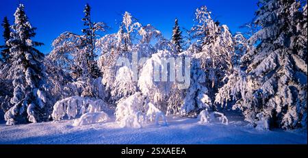 Snow covered trees Stock Photo