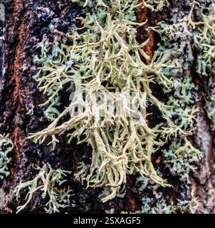 Evernia prunastri Stock Photo