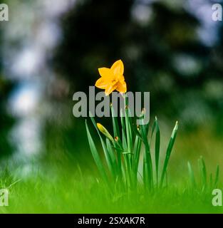 Daffodil Stock Photo