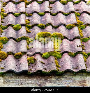 Green moss on roof Stock Photo