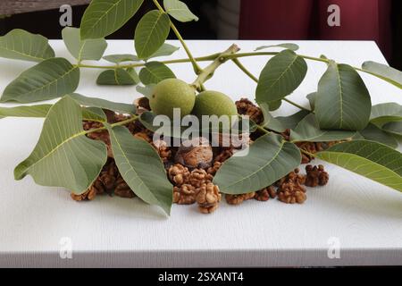 Walnut kernels, walnut fruit, green branch with fruits on the table. Stock Photo
