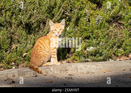A little ginger alley kitten, basking in the sunlight on a sidewalk. Stock Photo
