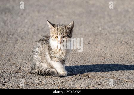 A little alley kitten, basking in the sunlight on a paved road. Stock Photo