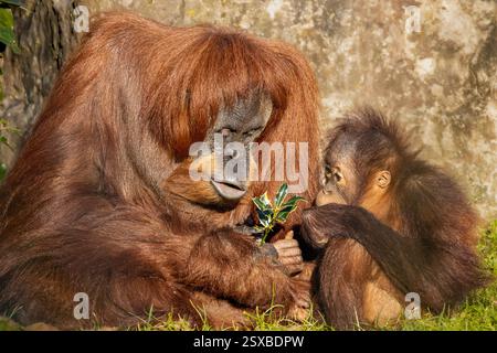 Sumatran orangutan and baby Stock Photo