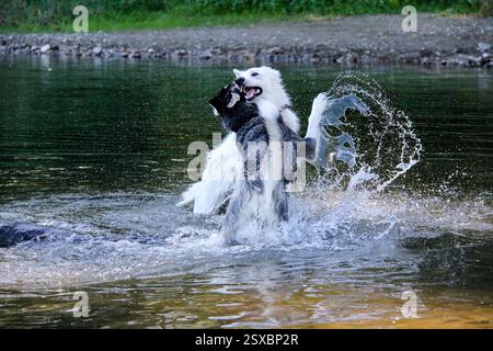 Playful Siberian Husky and White Swiss Shepherd Splashing in Water - Super Focus Gigapixel - Storytelling Stock Photo