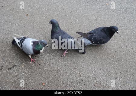 Three pigeons walking on asphalt ground. Two pigeons are mainly dark gray with iridescent highlights, while one has lighter plumage with black marking Stock Photo