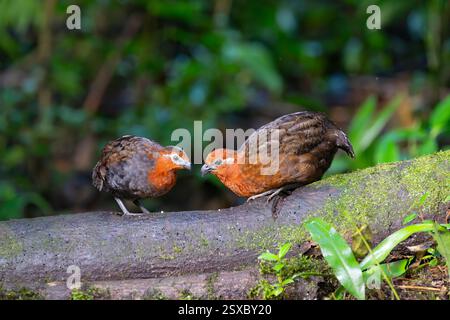 Two Chestnut Wood-quails (Odontophorus hyperythrus) foraging on the ground in the cloud forest, Valle del Cauca, Colombia Stock Photo