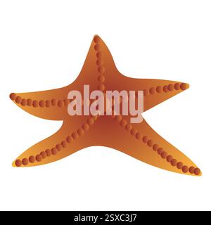 Starfish. Inhabitant of the underwater world. Vector illustration isolated on white background. Stock Vector