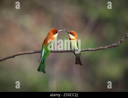 pair of chestnut headed Bee eater on the branch. Stock Photo