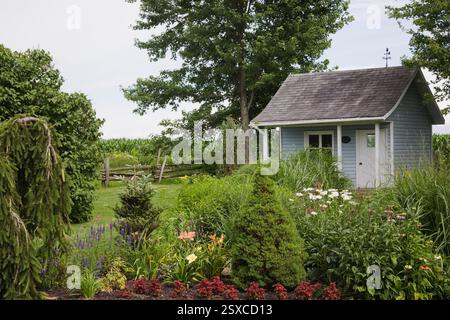 Blue and white garden shed, border with Picea glauca pendula - weeping White Spruce tree, red Solenostemon - Coleus, Hemerocallis - Daylilies, Picea - Stock Photo