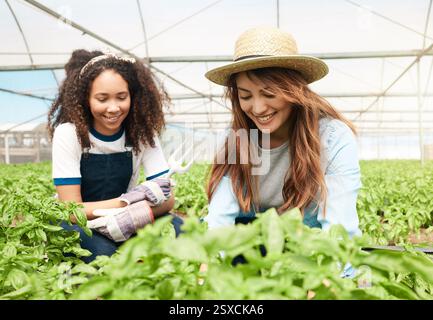Farming, women and crops growth in greenhouse with inspection, quality control and harvest progress. Agriculture, happy people and picking teamwork Stock Photo