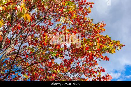 Red-maple leaves (Acer rubrum) shifting from green to scarlet against a bright sky on Parc national du Mont-Orford (Mont-Orford National Park), Québec Stock Photo