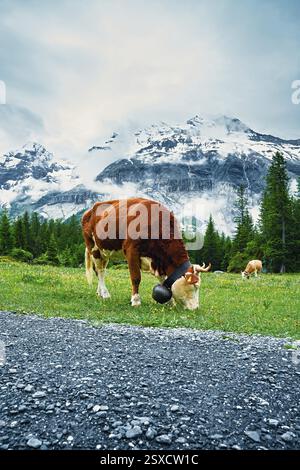 A cow grazing in a meadow with mountains and clouds, Alpine cows, mountains, animal, cow, Switzerland, Europe Stock Photo