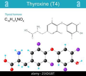 Thyroxine molecule. Molecular chemical structural formula and model of T4. Thyroid hormone. Skeletal formula and Ball-and-stick model of Thyroxine. Hu Stock Vector
