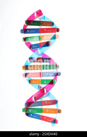 Nucleobases of DNA on white background. Illustration Stock Photo - Alamy