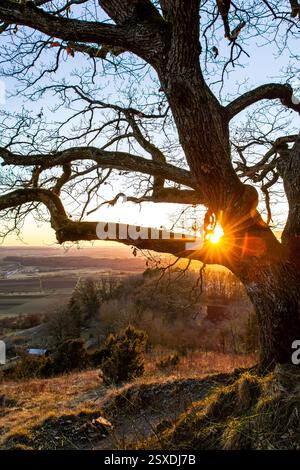 Setting sun shining through the branches of an old tree in front of beautiful countryside Stock Photo