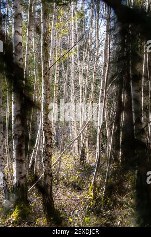 Beautiful birch trees in the forest in winter Stock Photo