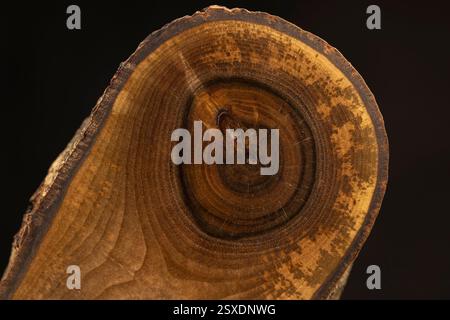 walnut tree wood with annual rings, processed for decoration a section of the trunk of a walnut tree with damage Stock Photo