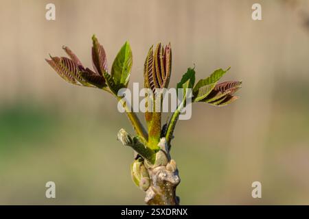 Walnut tree in blossom, male flowers on branches. Early spring. Close up shot, detail. Stock Photo