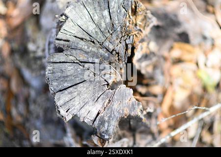 Close-up of a weathered tree stump with cracked rings in Centra Stock Photo