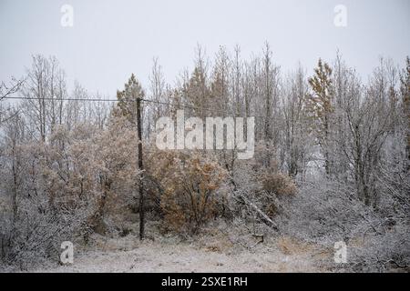Snow covering trees and bushes in a forest during winter Stock Photo