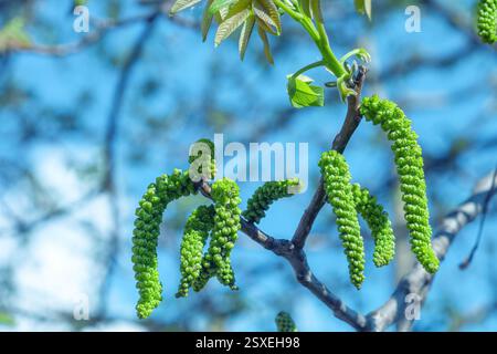 Walnuts blossoms tree in spring light garden close up. Closeup Juglans regia blooming branch by blurry blue sky background. Male flowers and young gre Stock Photo