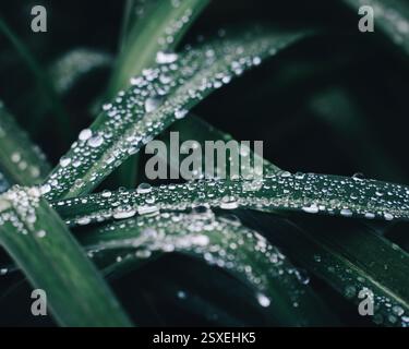 Atmospheric macro shot of green leaves covered in dewdrops. The dark background emphasizes the freshness and natural beauty of the plant. Stock Photo