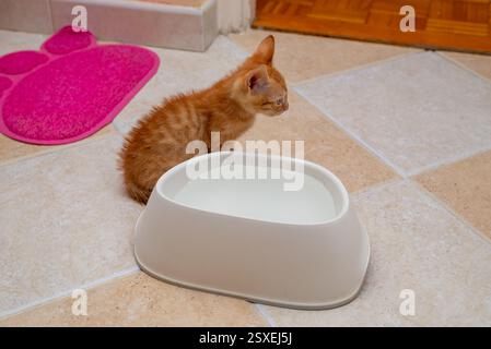 Ginger kitten, just found, learning to drink from a bowl Stock Photo