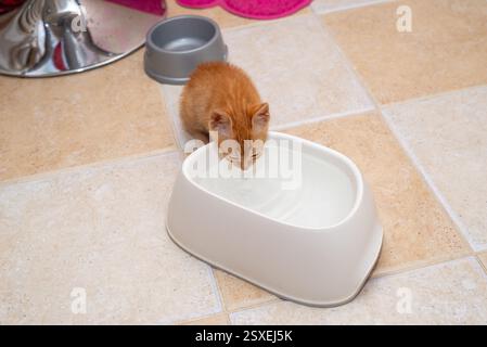 Ginger kitten, just found, drinking from a bowl, in a kitchen Stock Photo