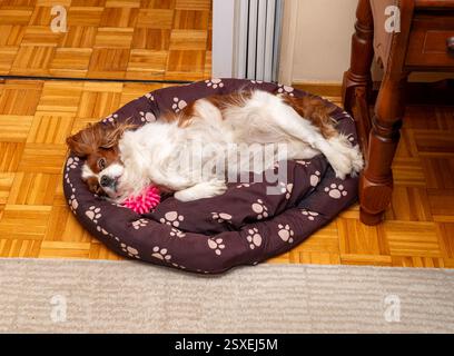 Cavalier King Charles spaniel lying and resting on its bed reserved for pets Stock Photo