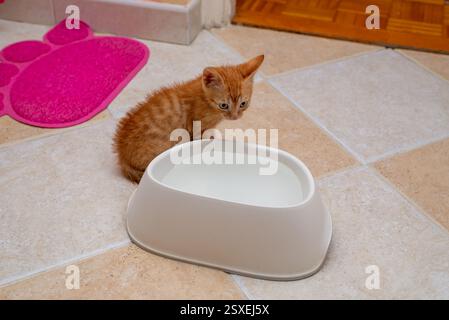 Ginger kitten, just found, learning to drink from a bowl Stock Photo