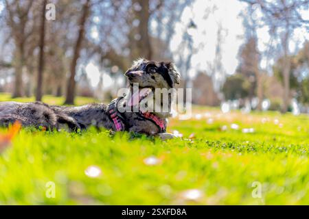 Portrait of a cute border collie dog lying on the grass Stock Photo