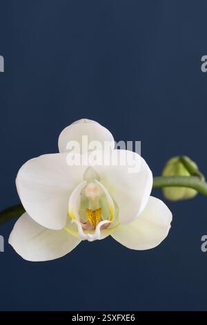 The white petals of a blooming orchid on a blue background Stock Photo