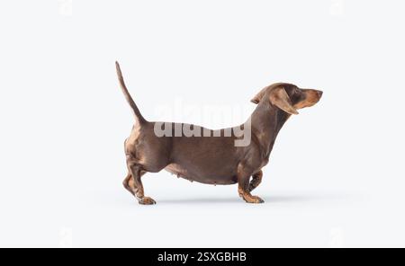 Portrait of a beautiful healthy smooth-haired dog side view, Dachshund dog breed, isolated on white background Stock Photo