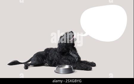 Large hungry dog lying down next to an empty bowl and asking for food, bubble speech with copy space Stock Photo