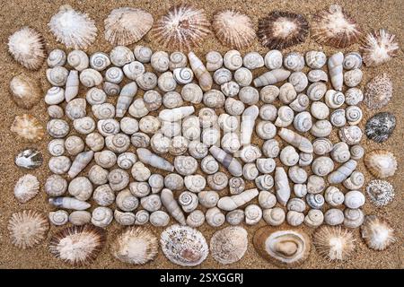 Various snail shells background - arrangement on brown sand Stock Photo