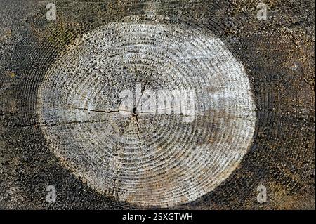 The focus is on a tree stump showcasing distinct growth rings, cracks, and natural textures in a forest environment during daylight. Stock Photo