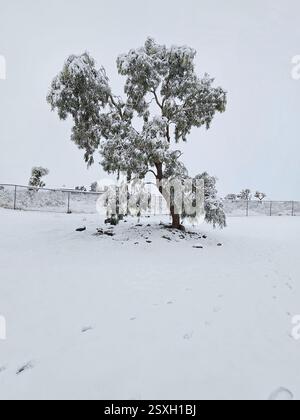 eucalyptus tree covered in snow in desert Stock Photo