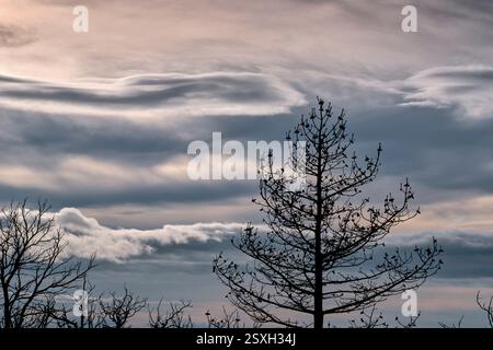 Burnt trees reaching for cloudy sky after devastating forest fire Stock Photo