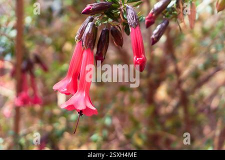 National Flower of Peru y Bolivia, Cantua buxifolia The sacred flower ...