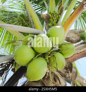 Green coconuts on coconut palm tree (lat. Cocos nucifera) growing in the San Blas islands in Panama  (Selective Focus, Focus on the coconuts) Stock Photo