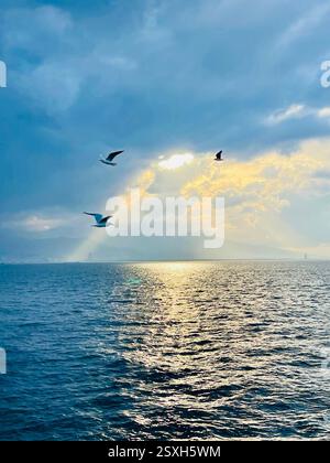 Seagulls flying over the Turkish Gulf in Izmir city Stock Photo