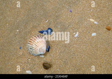 Shells on a sandy beach. Camber sands, Kent Stock Photo