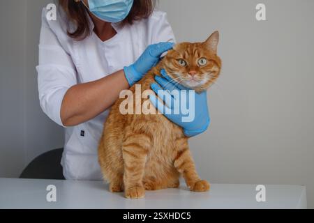 Vet making check up for ginger cat at the vet clinic Stock Photo